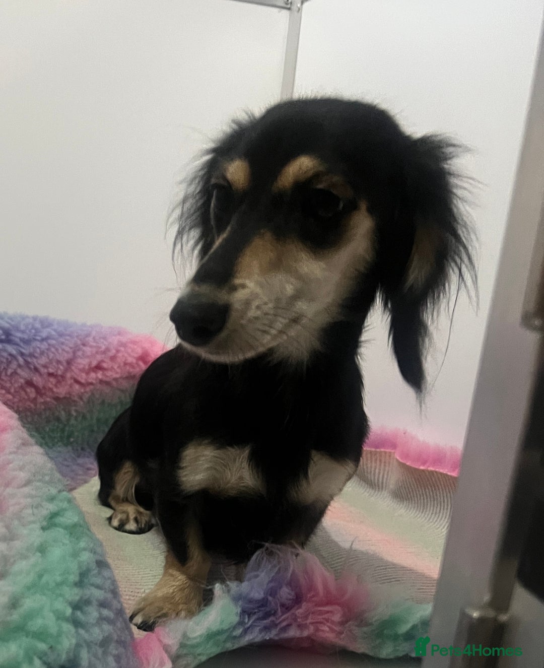 Miniature Dachshund dogs for sale: Cream Longhair Miniature Dachunds Ready Now - Image 17