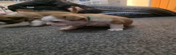 Mixed Breed dogs for sale: STAFFORDSHIRE BULLTERRIOR X FRENCHBULLDOG PUPPIES - Advert 4