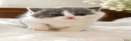 British Shorthair cats for sale: GCCF British Shorthair kitten - Advert 7