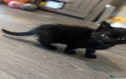 Mixed Breed cats for sale: Ragdoll/domestic shorthair  - Image 15