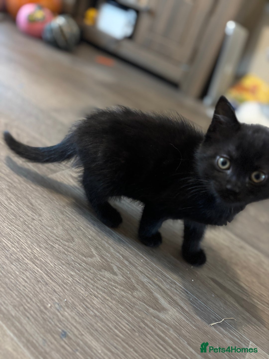 Mixed Breed cats for sale: Ragdoll/domestic shorthair  - Image 15