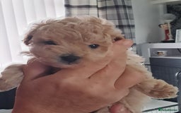 Toy Poodle dogs for sale: Toy poodle babies - Advert 1