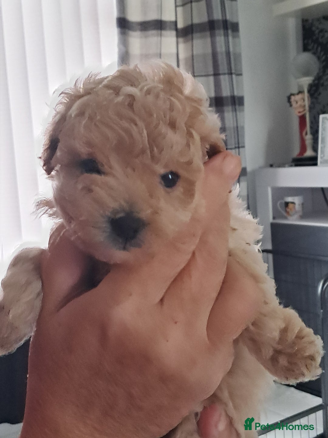 Toy Poodle dogs for sale: Toy poodle babies - Advert 1