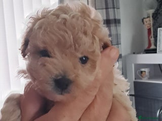 Toy Poodle dogs Toy poodle babies - Advert 8