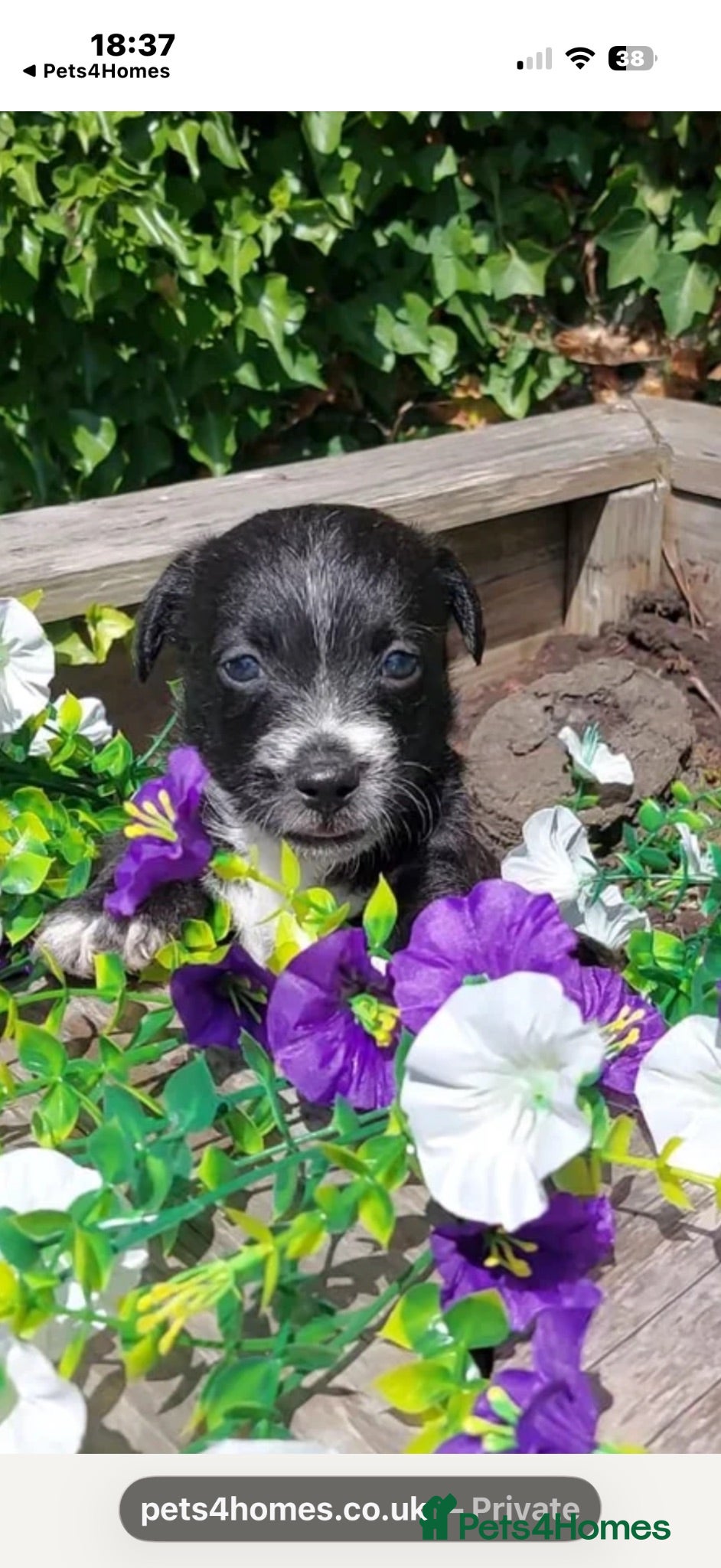 Mixed Breed dogs REDUCED to £750 JACKINORIPOOS - Advert 1
