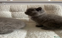 British Shorthair cats for sale: 4 purebred British shorthair kittens  - Image 6