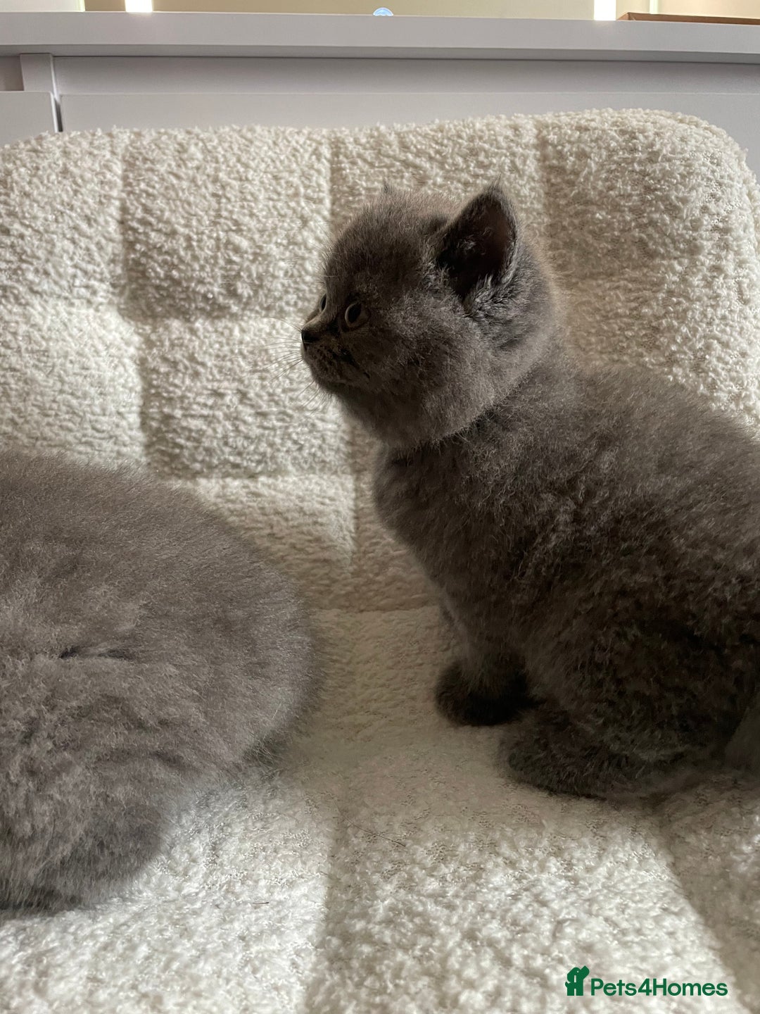 British Shorthair cats for sale: 4 purebred British shorthair kittens  - Image 6