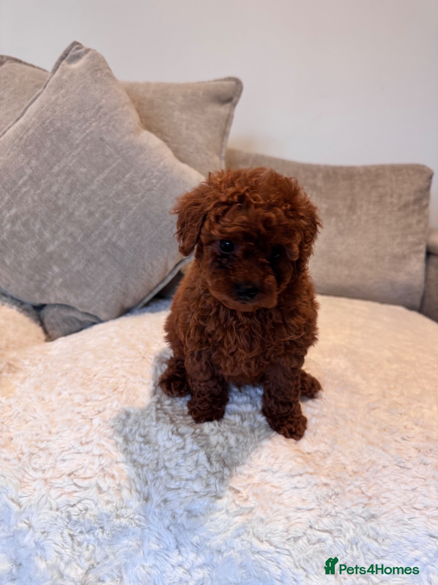 Cavapoo dogs Last 2 deep red cavapoos  - Advert 1