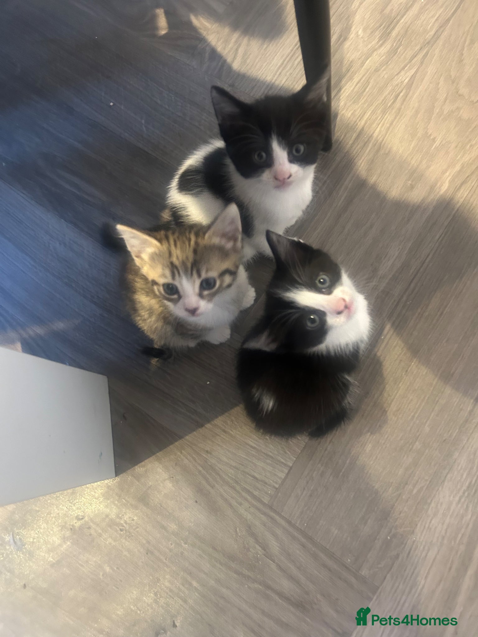 Norwegian Forest Cat cats Last 2 Norwegian Forrest kittens ready to leave  - Advert 5