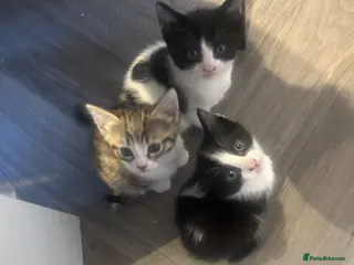 Norwegian Forest Cat cats Last 2 Norwegian Forrest kittens ready to leave - Advert 5