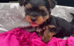 Yorkshire Terrier dogs for sale: 💖one beautiful tiny girl left 💖 - Image 1