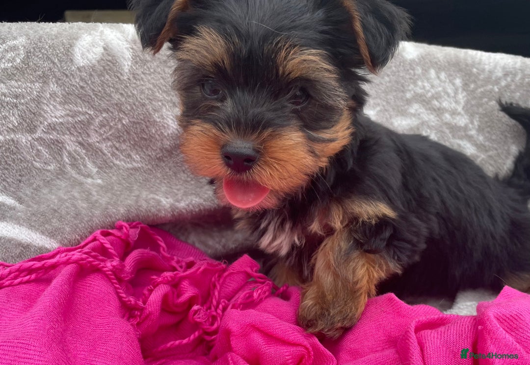 Yorkshire Terrier dogs for sale: 💖one beautiful tiny girl left 💖 - Image 1