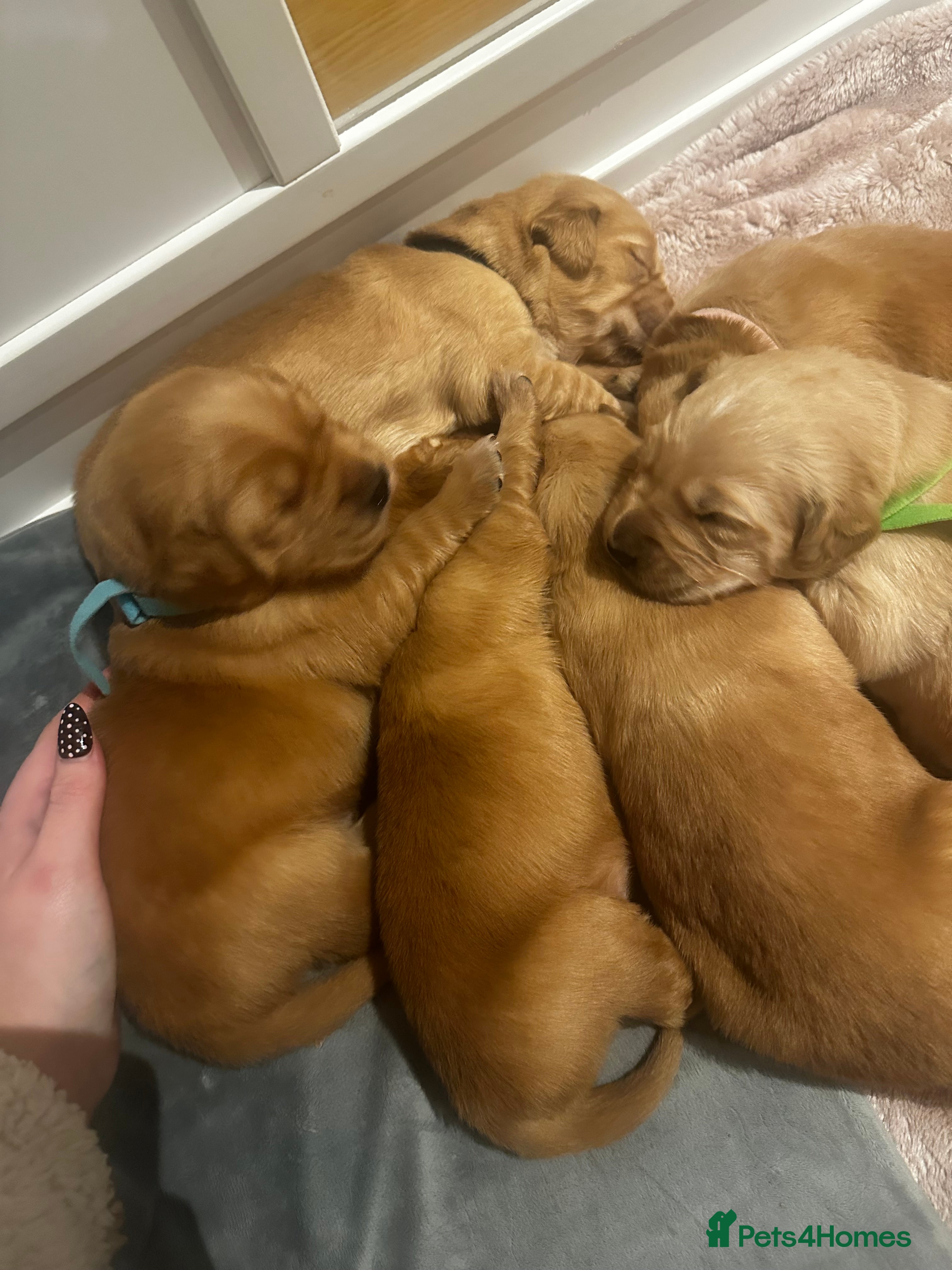 Golden Retriever dogs DARK GOLDEN RETRIEVER KC REG PEDIGREE 🐶  - Advert 9