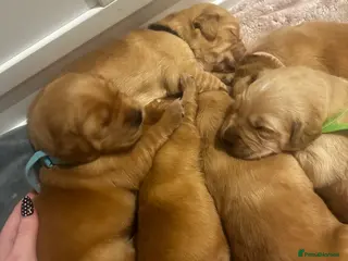 Golden Retriever dogs DARK GOLDEN RETRIEVER KC REG PEDIGREE 🐶 - Advert 9