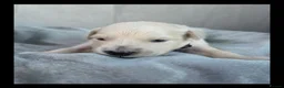 Golden Retriever dogs for sale: KC Puppies cream & gold - Advert 28