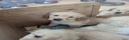 Golden Retriever dogs for sale: KC Pedigree Golden Retriever Puppies - Advert 17