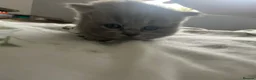 British Shorthair cats for sale: British shorthair kittens  - Advert 5