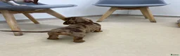 Dachshund dogs for sale: Dachshund is not just dog is your friend forever  - Advert 12