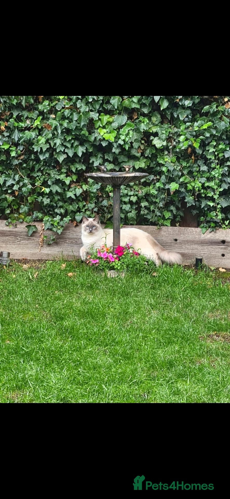 Ragdoll cats 🐾 Gorgeous Ragdoll Kittens 🐾 - Advert 15