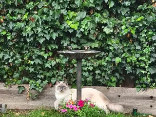 Ragdoll cats 🐾 Gorgeous Ragdoll Kittens 🐾 - Advert 15