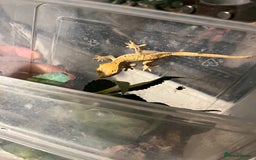 Gecko reptiles for sale: Dalmatian harlequin crested geckos - Advert 20