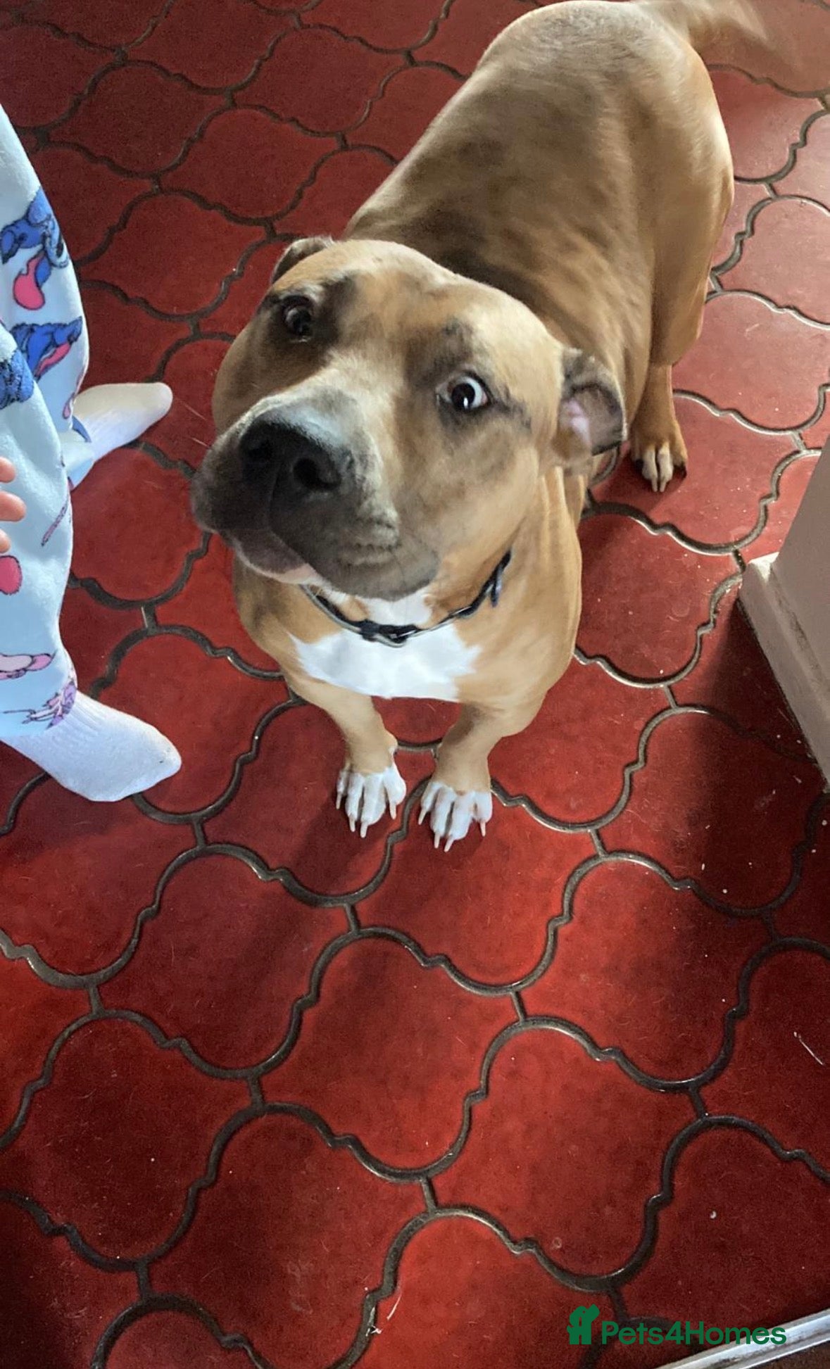 Mixed Breed dogs 2 beautiful girls left  - Advert 5