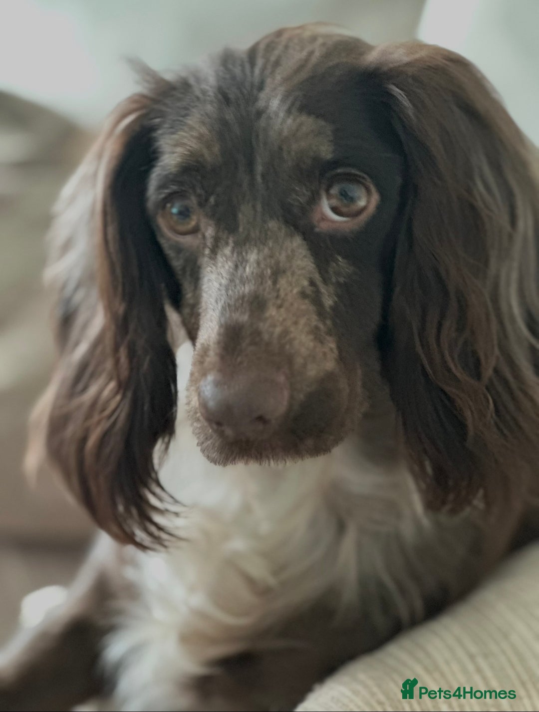 Cocker Spaniel dogs for sale: Female merle cocker spaniel  - Advert 12