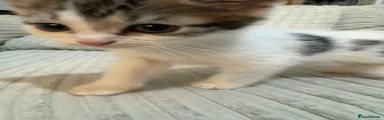 White with black and grey stripes on head