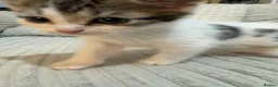 Mixed Breed cats for sale: Mixed breed kittens for sale in Brierley Hill - Advert 9