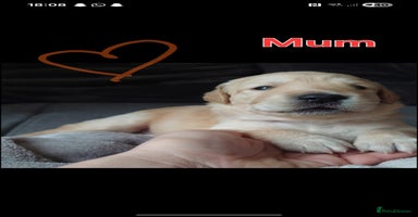 Goldendoodle dogs - Advert 5