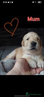 Goldendoodle dogs - Advert 5