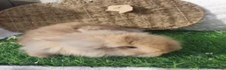 Lionhead rabbits for sale: Double Mane Lionheads - Advert 24