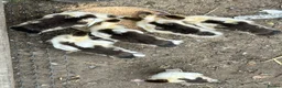 Ducks poultry for sale: Muscovy ducklings  - Advert 5