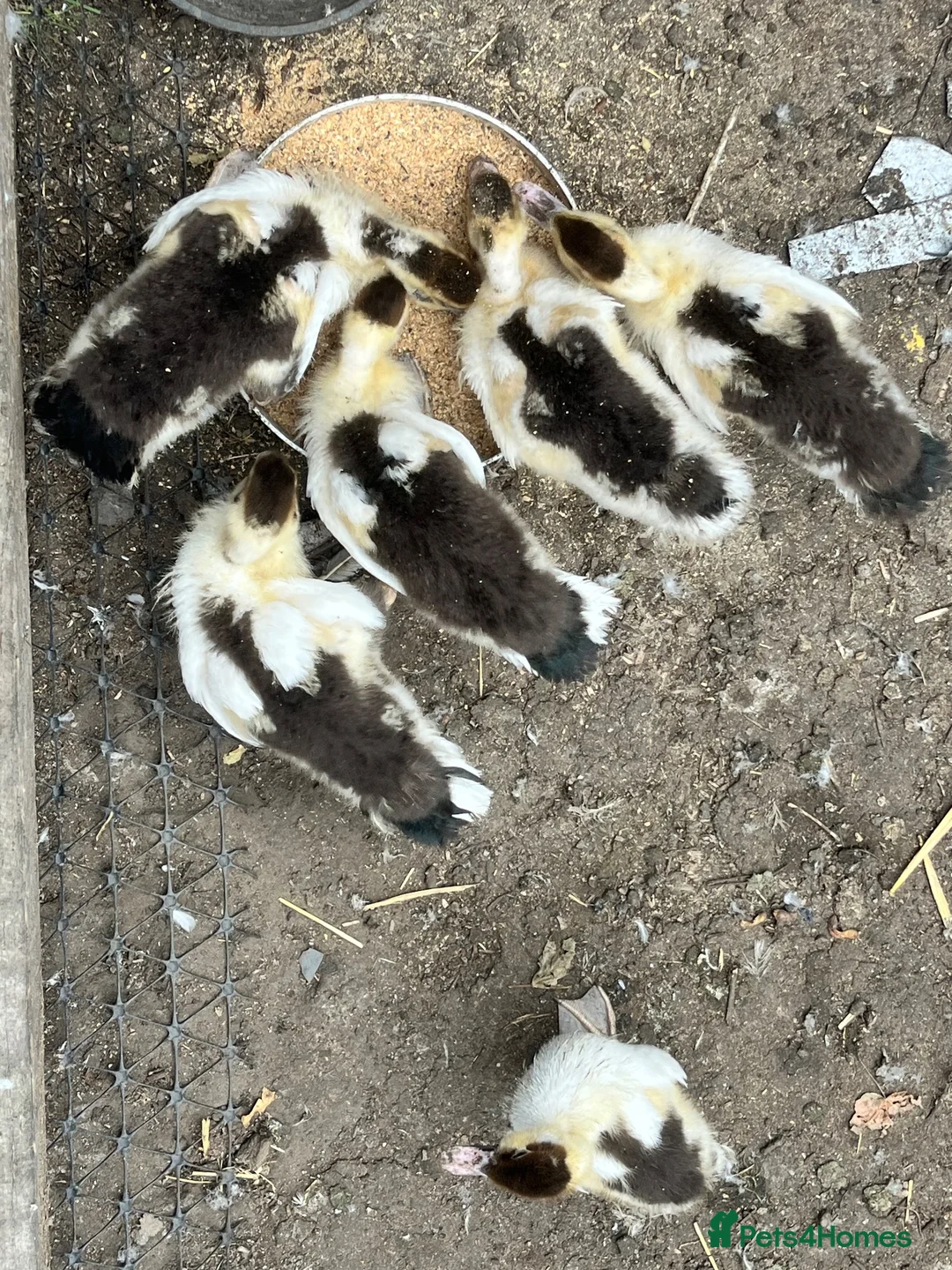 Ducks poultry for sale: Muscovy ducklings  - Advert 5