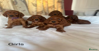 Irish Setter dogs - Advert 8