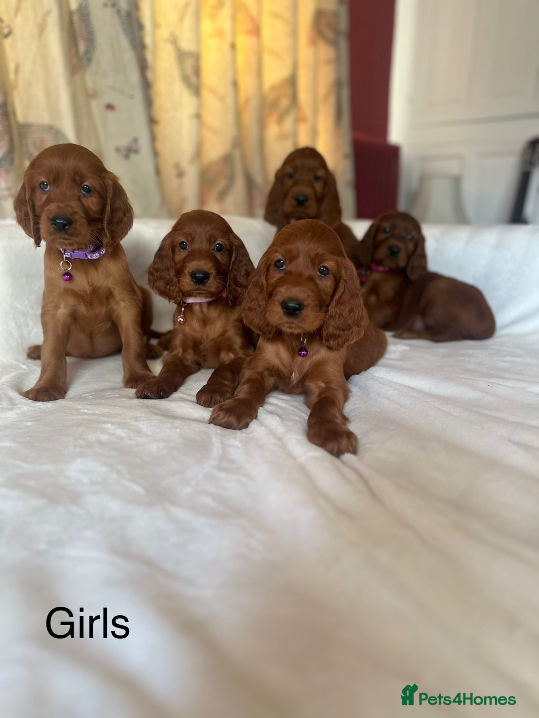 Irish Setter dogs for sale: Irish Setter Puppies 💜 - Image 3