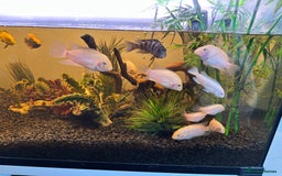 Cichlids fish for sale: Approx 25 cichlids of varying sizes  - Image 4