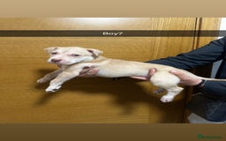 Mixed Breed dogs for sale: Puppies for sale  - Image 24