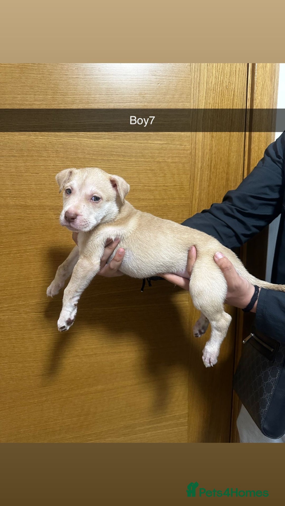 Mixed Breed dogs for sale: Puppies for sale  - Image 24