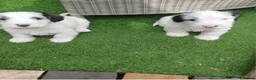 Sealyham Terrier dogs for sale: Sealyham Terrier  - Advert 7