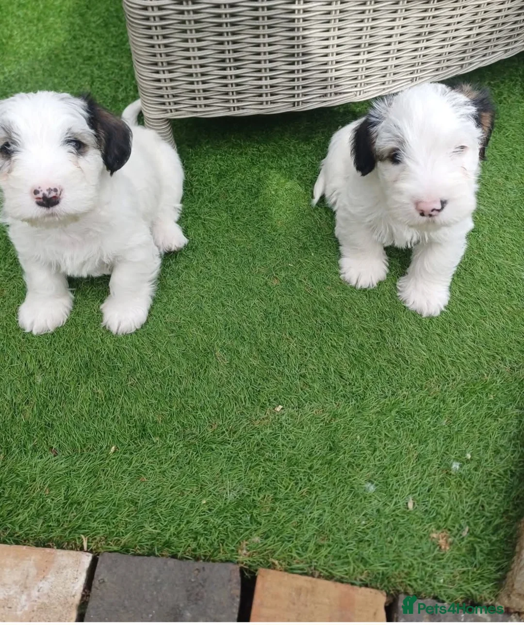 Sealyham Terrier dogs for sale: Sealyham Terrier  - Advert 7