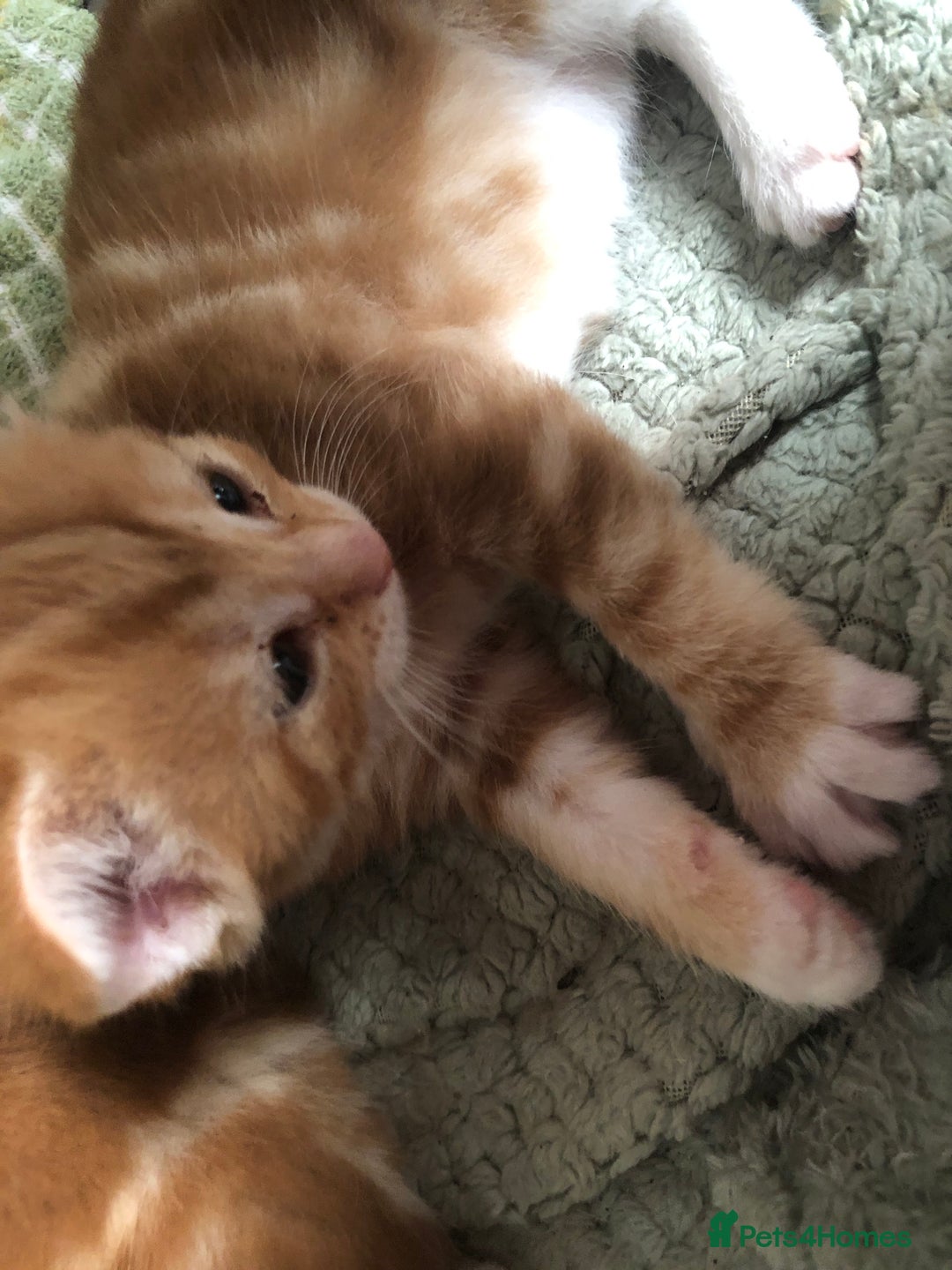 British Longhair cats for sale: 2 x Beautiful Ginger Girls, must go together ❤️ - Image 2