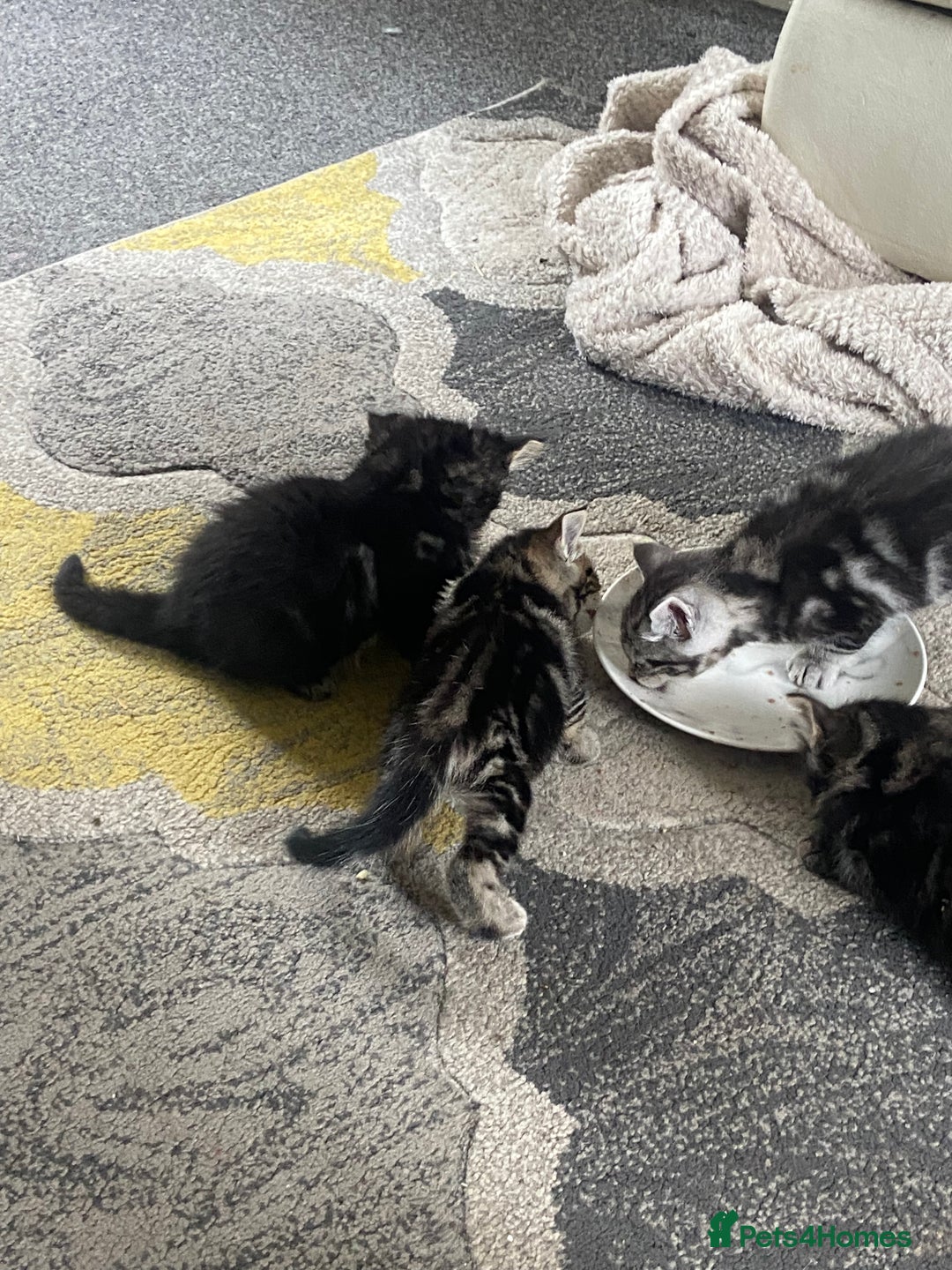 Mixed Breed cats for sale: Long haired tabby kittens  - Image 7