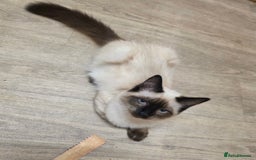 Ragdoll cats for sale: 10 weeks old Ragdoll kitten £400 - Image 18