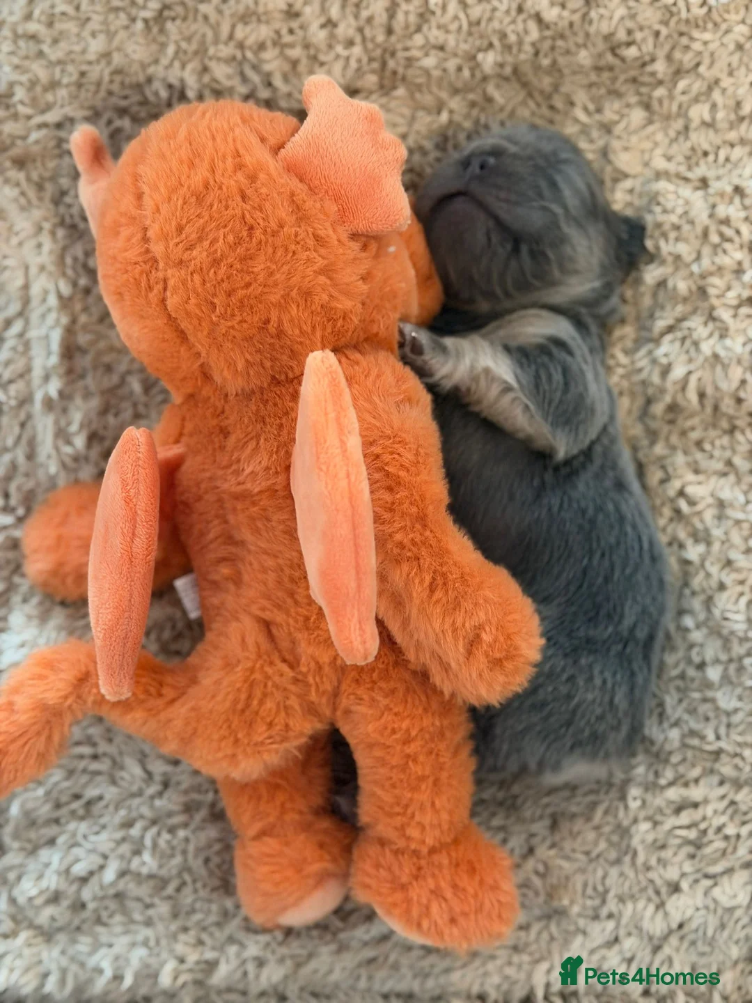 French Bulldog dogs for sale: French Bulldog  **  fluffy  in Bognor Regis - Advert 12