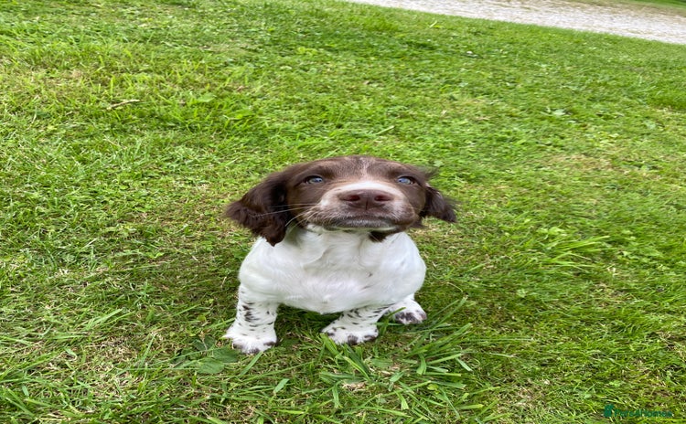 English Springer Spaniel dogs - Advert 4