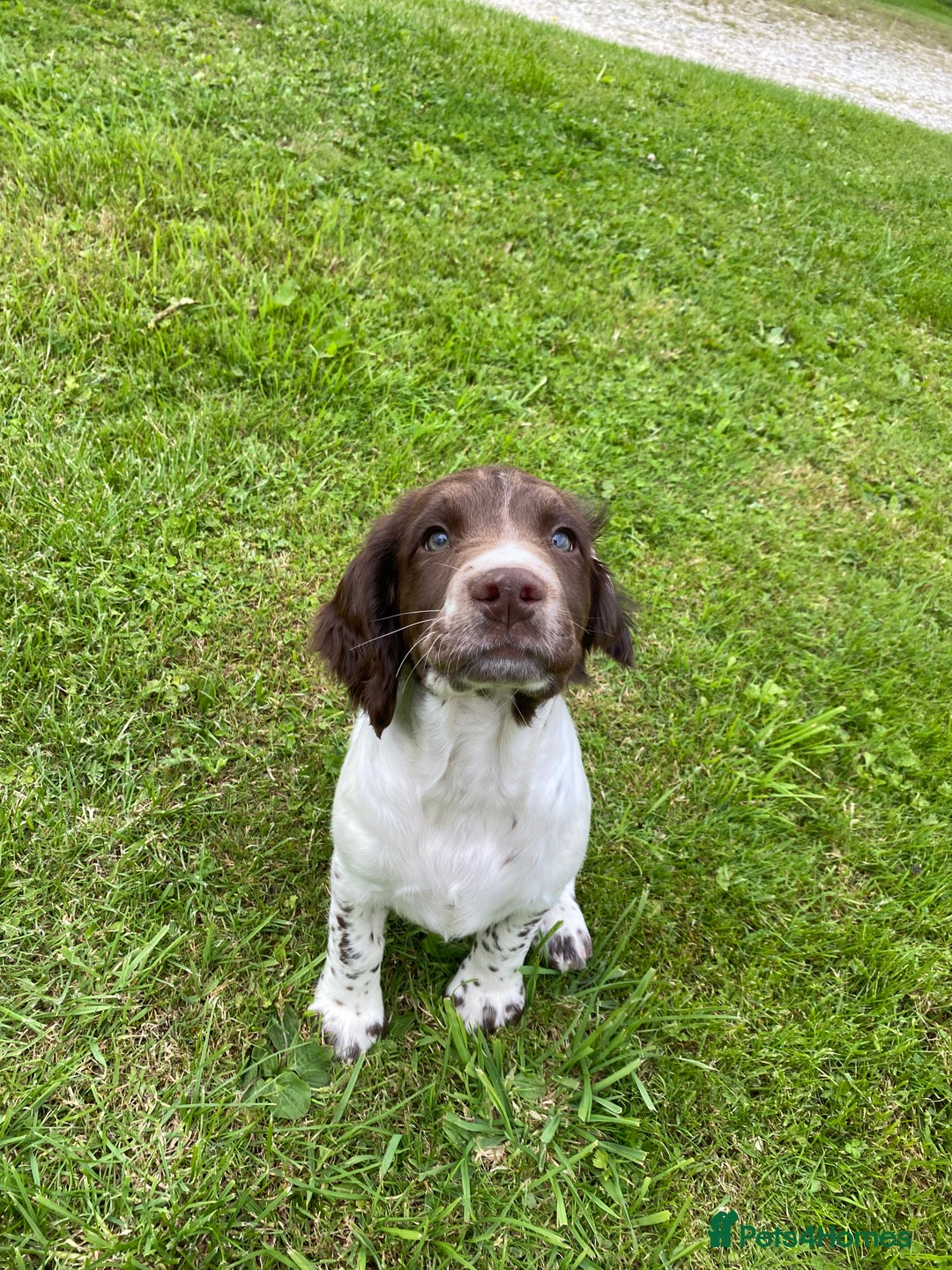 English Springer Spaniel dogs for sale: KC reg chunky springer - Image 3
