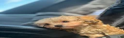 Shih Tzu dogs for sale: WAITING LIST Toy Shihpoo Puppies - Advert 5