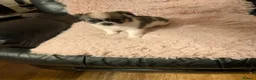 Chihuahua dogs for sale: Lovely tiny chihuahua puppies for sale  - Advert 34