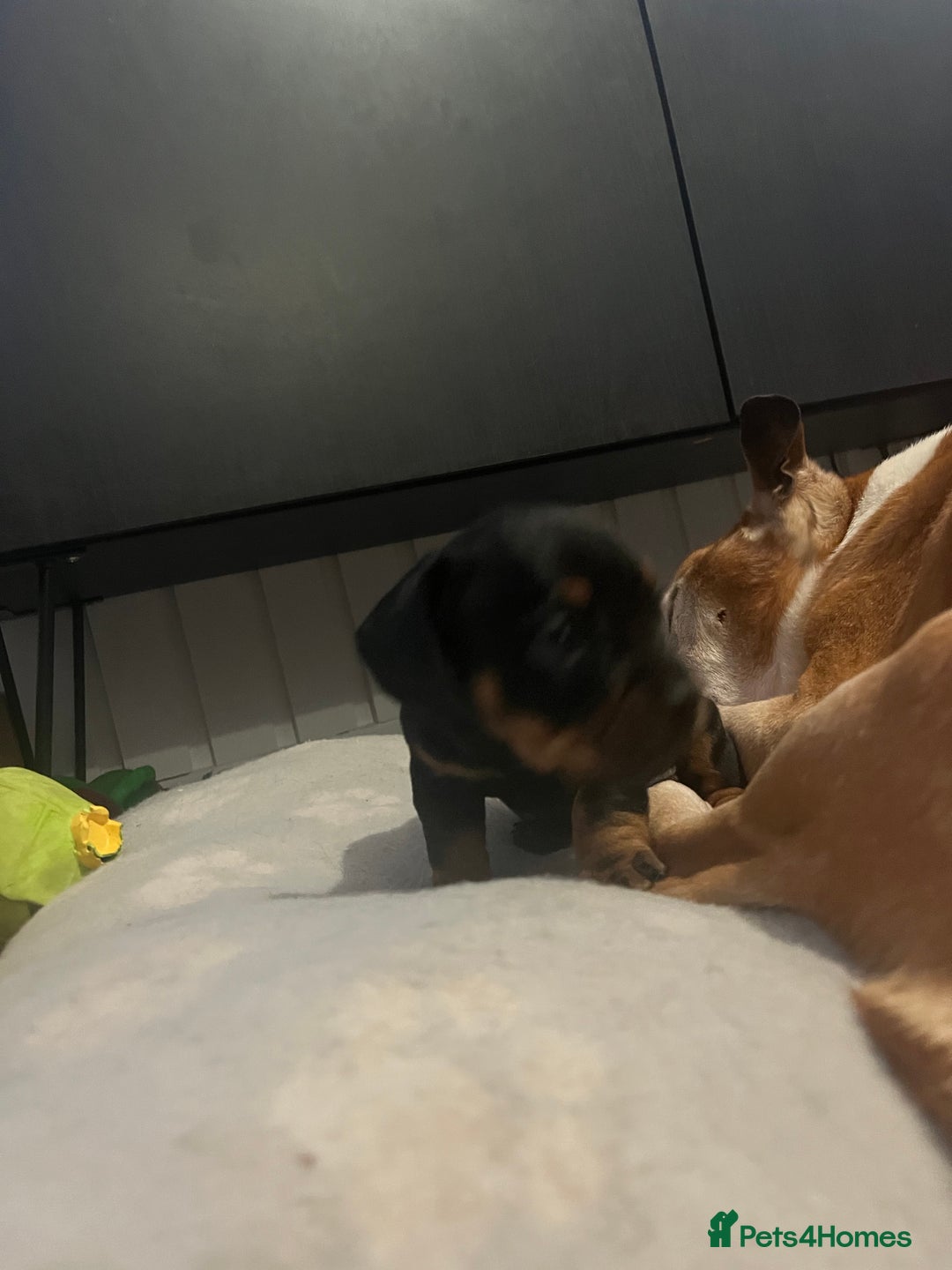 Mixed Breed dogs for sale: Miniature dachshund X French bulldog  - Image 32